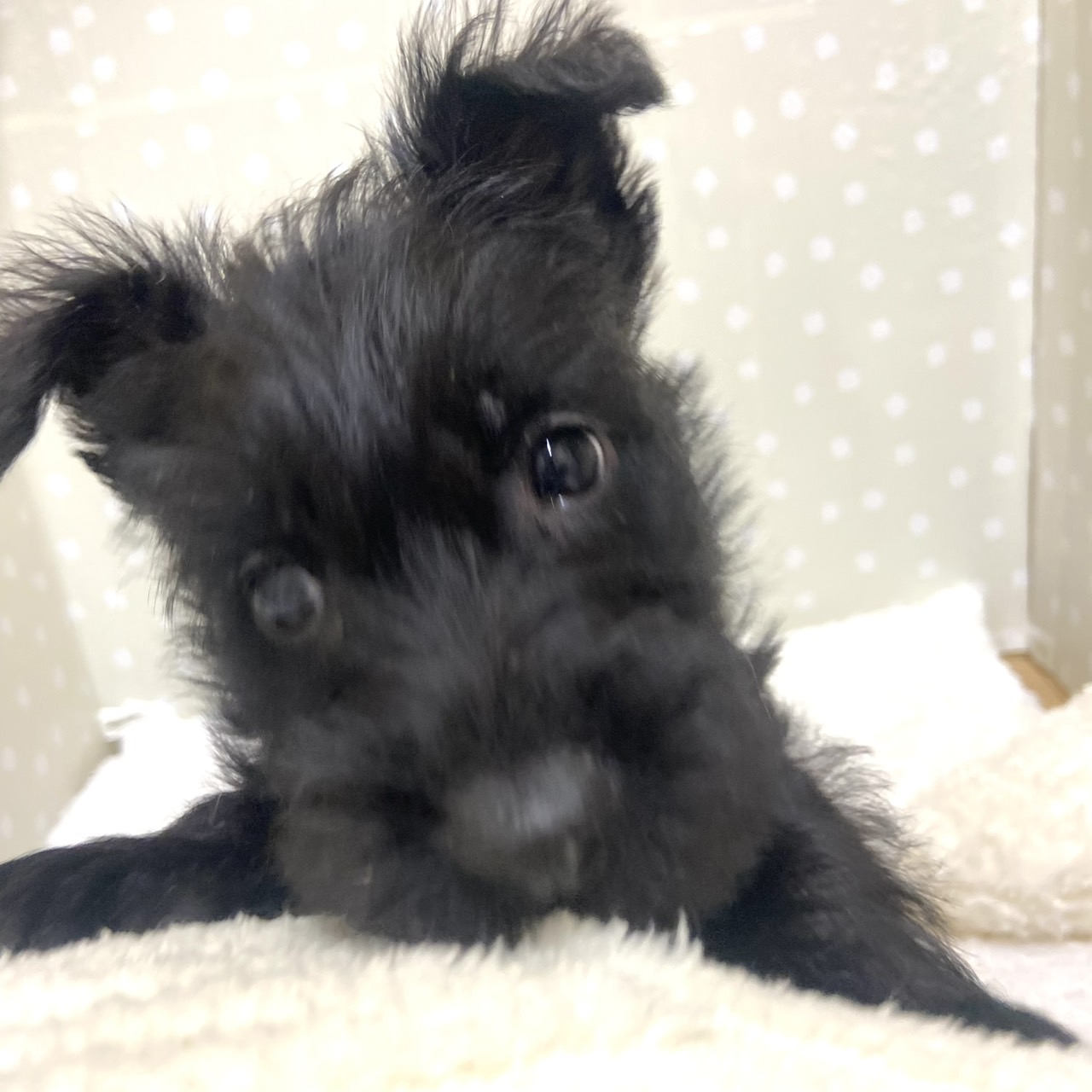 愛知県のスコティッシュテリア (犬の家＆猫の里安城店/2026年2月21日生まれ/男の子/ブラック)の子犬の3枚目の画像