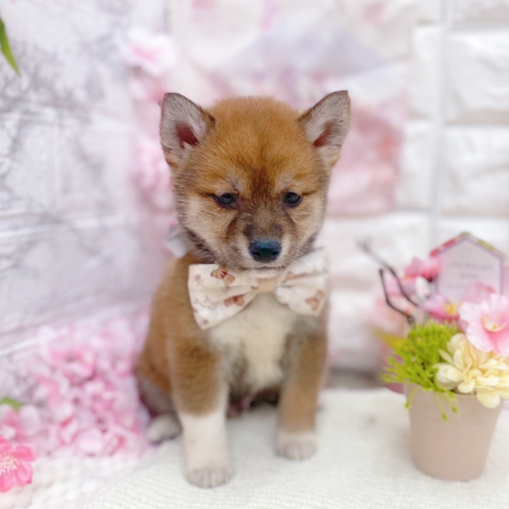 岐阜県の柴犬(標準サイズ) (犬の家＆猫の里岐南店/2026年2月22日生まれ/男の子/赤)の子犬の3枚目の画像