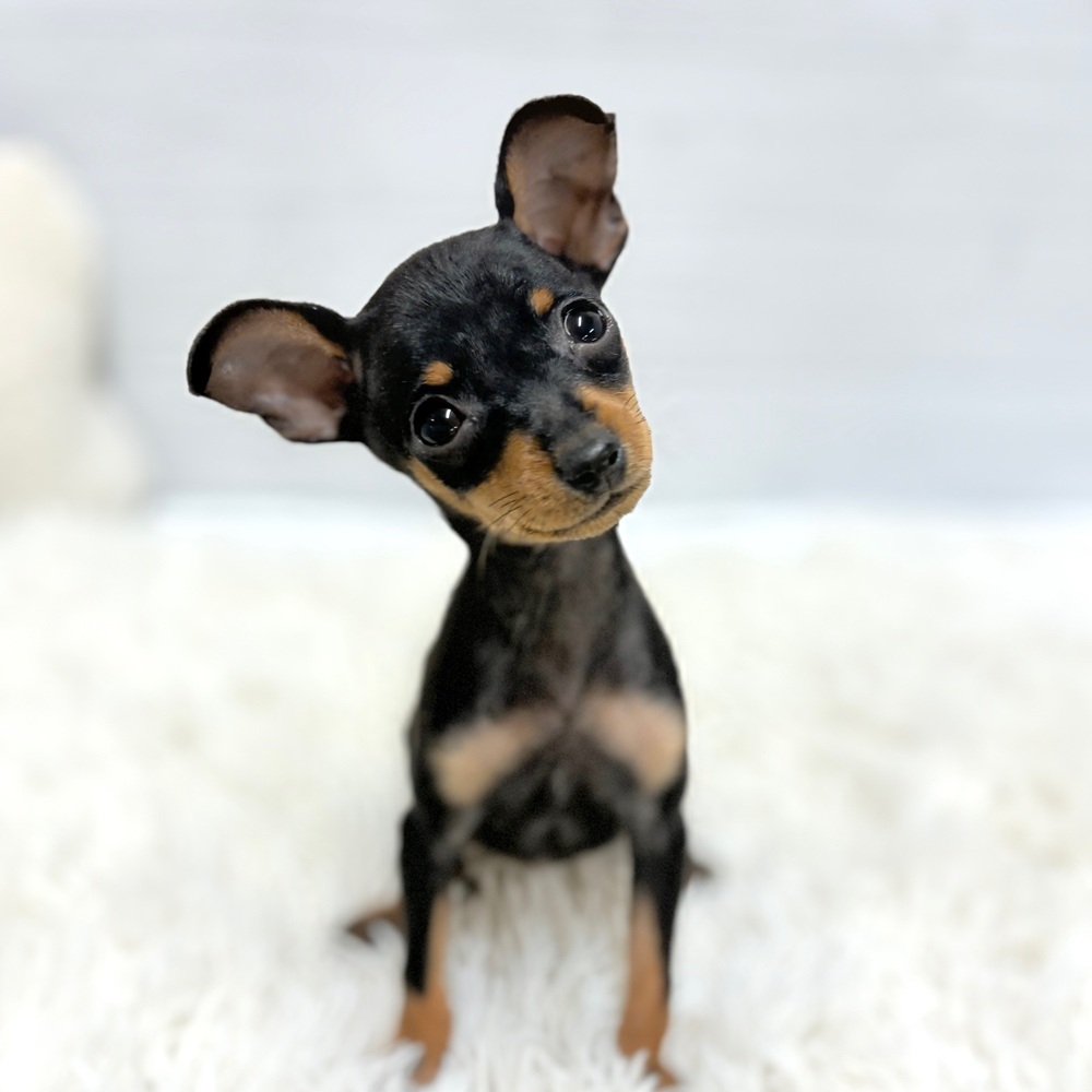 愛知県のミニチュアピンシャー (犬の家＆猫の里豊田店/2026年2月5日生まれ/女の子/ブラックタン)の子犬の3枚目の画像