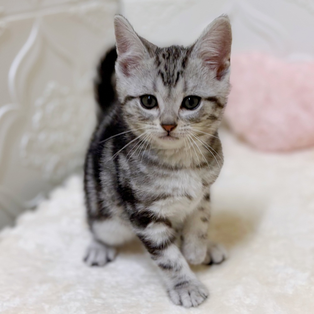 愛知県のアメリカンショートヘアー (犬の家＆猫の里岡崎店/2026年2月22日生まれ/男の子/シルバータビー)の子猫の3枚目の画像
