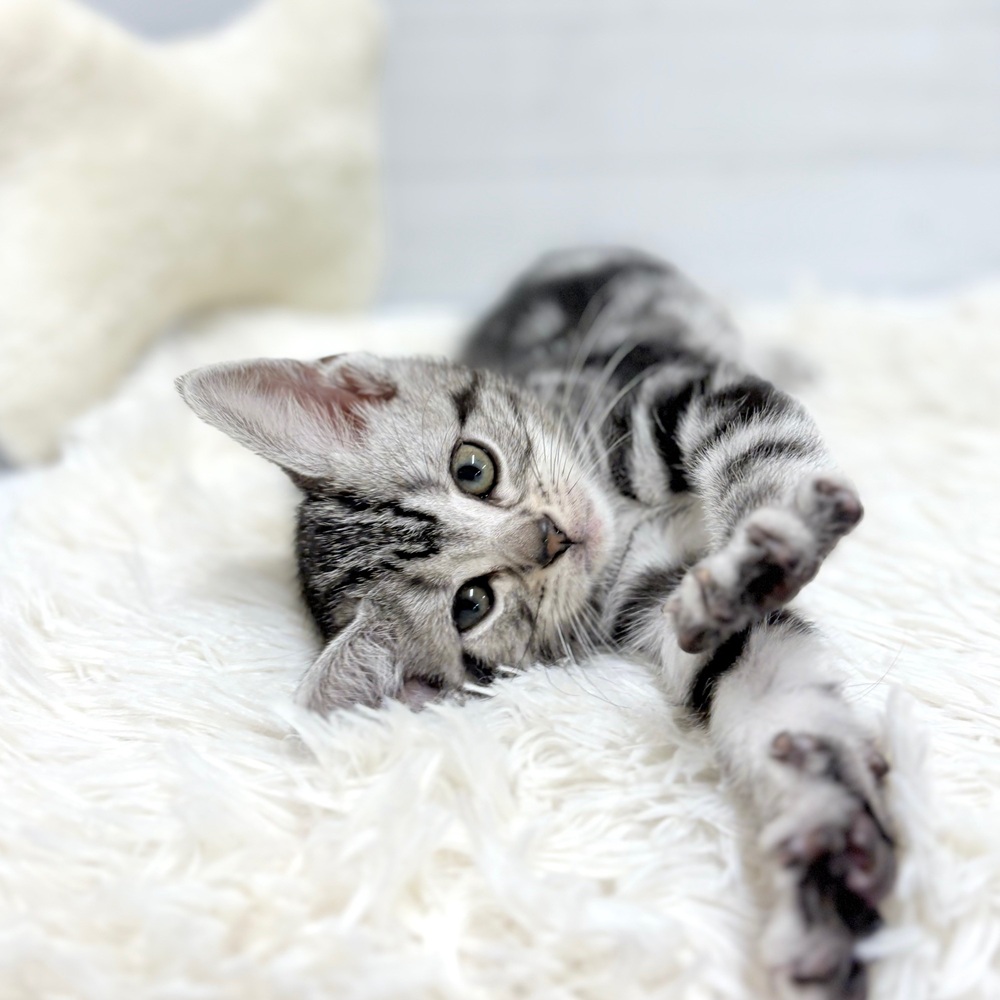 愛知県のアメリカンショートヘアー (犬の家＆猫の里豊田店/2026年2月22日生まれ/男の子/シルバータビー)の子猫の3枚目の画像