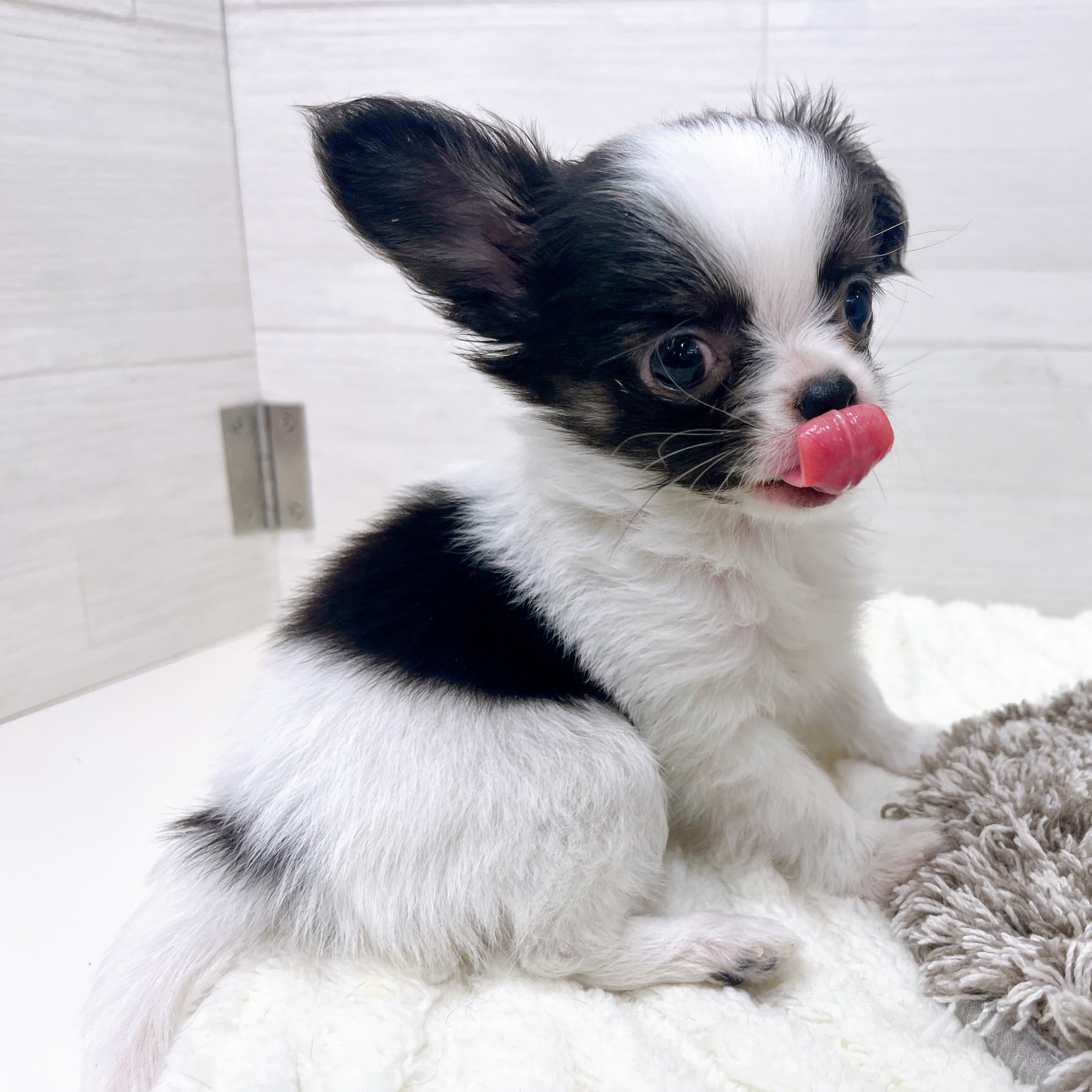 石川県のチワワ(ロング) (犬の家＆猫の里アミーゴ金沢おこばた店/2026年2月22日生まれ/男の子/ホワイトブラック)の子犬の3枚目の画像