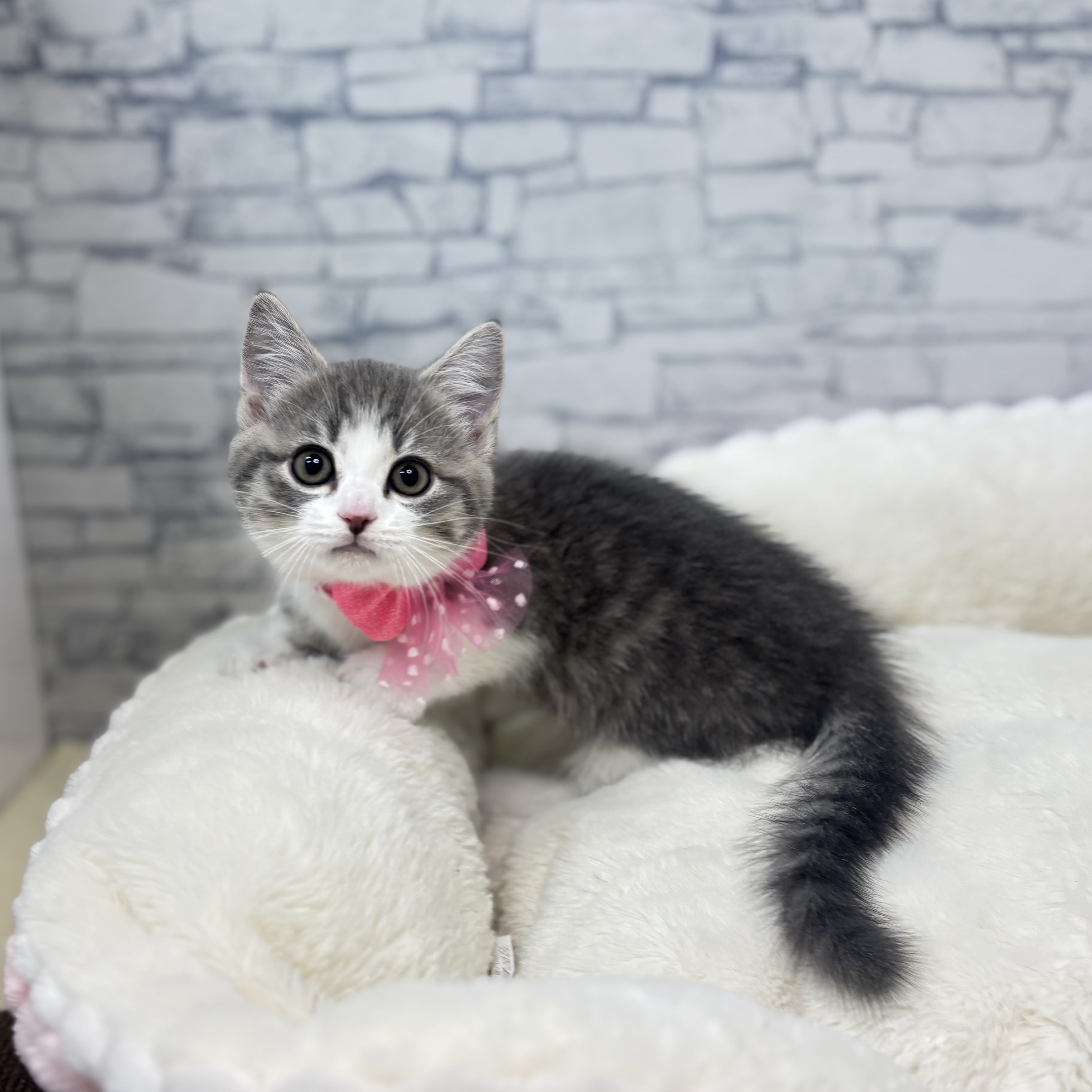 長野県のマンチカン (犬の家＆猫の里長野店/2026年2月17日生まれ/女の子/ブルーホワイト)の子猫の3枚目の画像