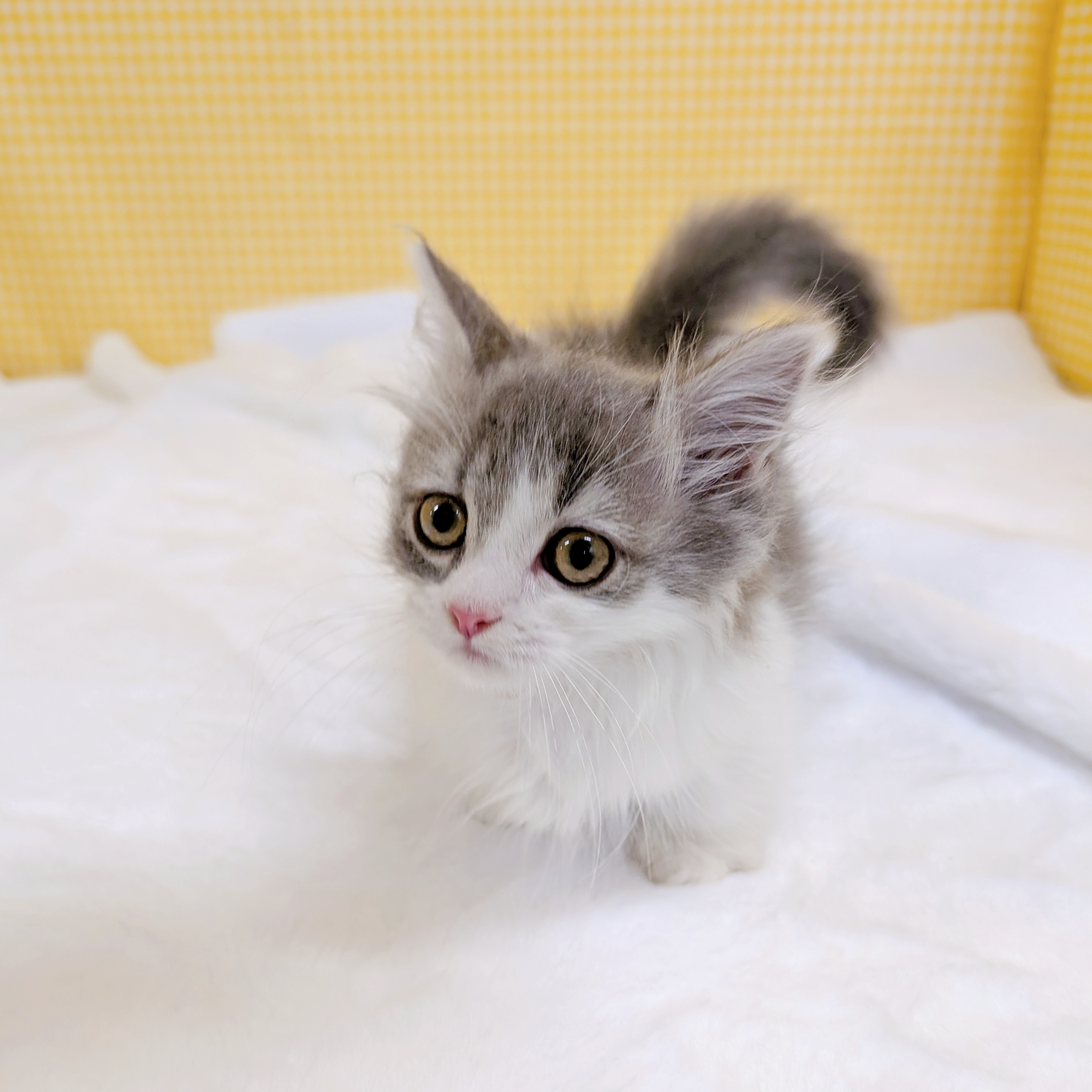 愛知県のマンチカン (犬の家＆猫の里一宮店/2026年2月3日生まれ/男の子/ブルータビーホワイト)の子猫の3枚目の画像