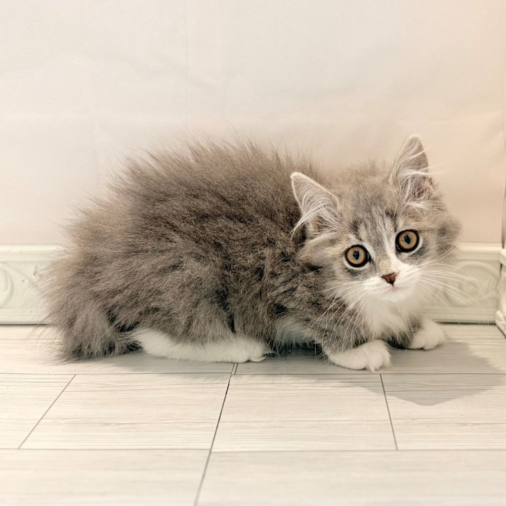 愛知県のマンチカン (犬の家＆猫の里春日井本店/2026年2月3日生まれ/女の子/ブルータビーホワイト)の子猫の3枚目の画像