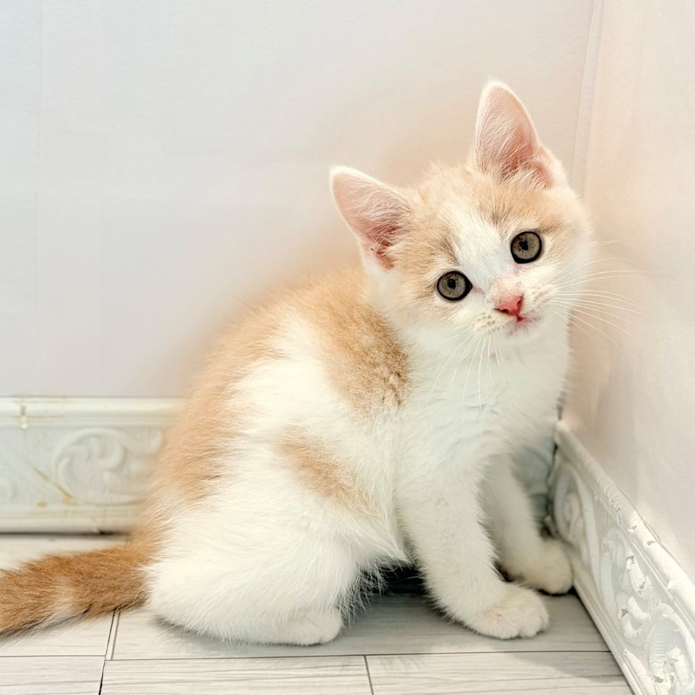 愛知県のスコティッシュストレート (犬の家＆猫の里春日井本店/2026年2月12日生まれ/男の子/クリームホワイト)の子猫の3枚目の画像