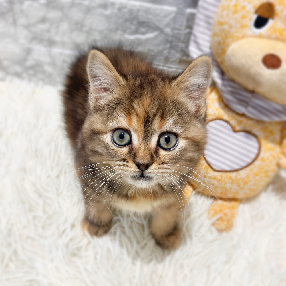 愛知県のスコティッシュストレート (犬の家＆猫の里MiO香久山店/2026年2月12日生まれ/女の子/ブラウンパッチドタビー)の子猫の3枚目の画像
