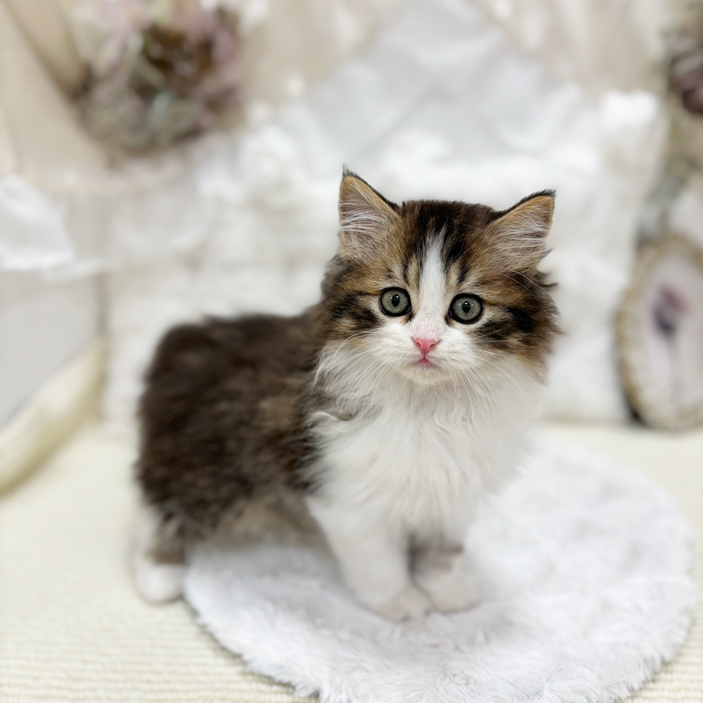 岐阜県のミヌエット (犬の家＆猫の里カラフルタウン岐阜店/2026年2月11日生まれ/男の子/ブラウンタビーホワイト)の子猫の3枚目の画像