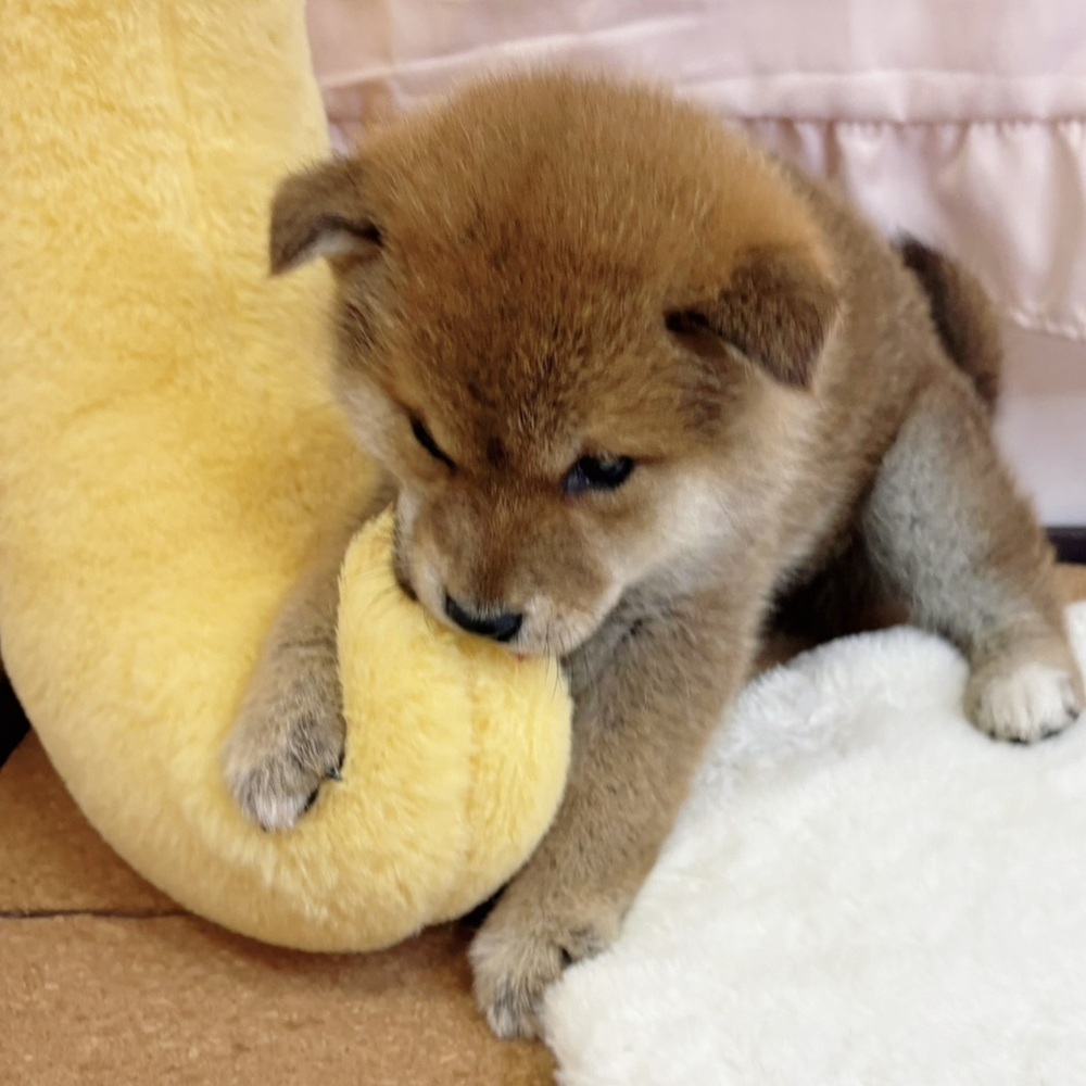 静岡県の柴犬(標準サイズ) (犬の家＆猫の里マークイズ静岡店/2026年2月20日生まれ/男の子/赤)の子犬の3枚目の画像