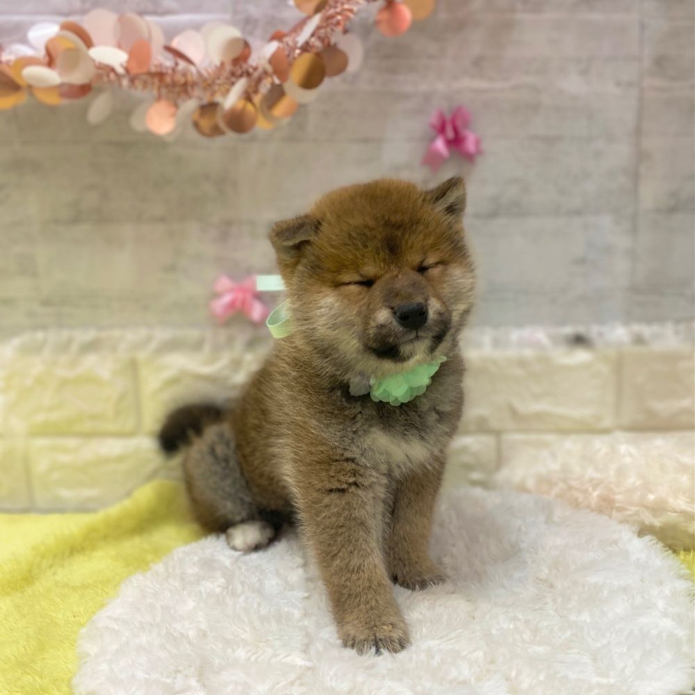 静岡県の柴犬(標準サイズ) (犬の家＆猫の里プレ葉ウォーク浜北店/2026年2月20日生まれ/男の子/赤)の子犬の3枚目の画像