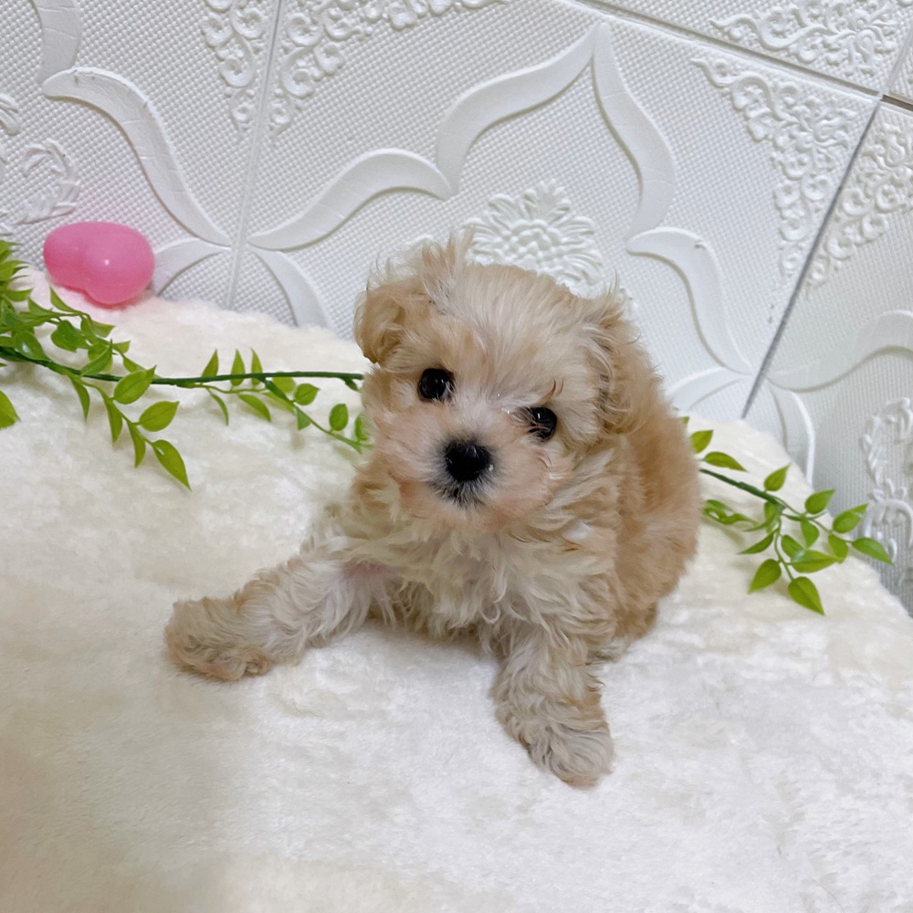 愛知県のマルプー(マルチーズ×プードル) (犬の家＆猫の里岡崎店/2026年2月23日生まれ/男の子/クリーム)の子犬の3枚目の画像