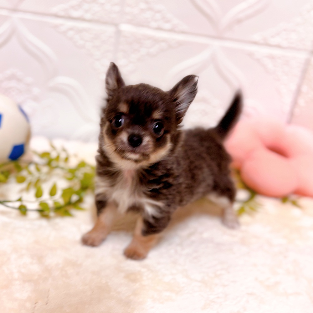 愛知県のチワワ(ロング) (犬の家＆猫の里岡崎店/2026年2月24日生まれ/女の子/ブルータンホワイト)の子犬の3枚目の画像