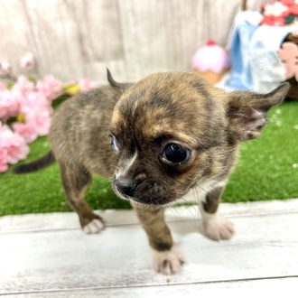 神奈川県のハーフ犬・ミックス犬 (犬の家＆猫の里小田原店/2026年2月24日生まれ/女の子/ブリンドルホワイト)の子犬の3枚目の画像