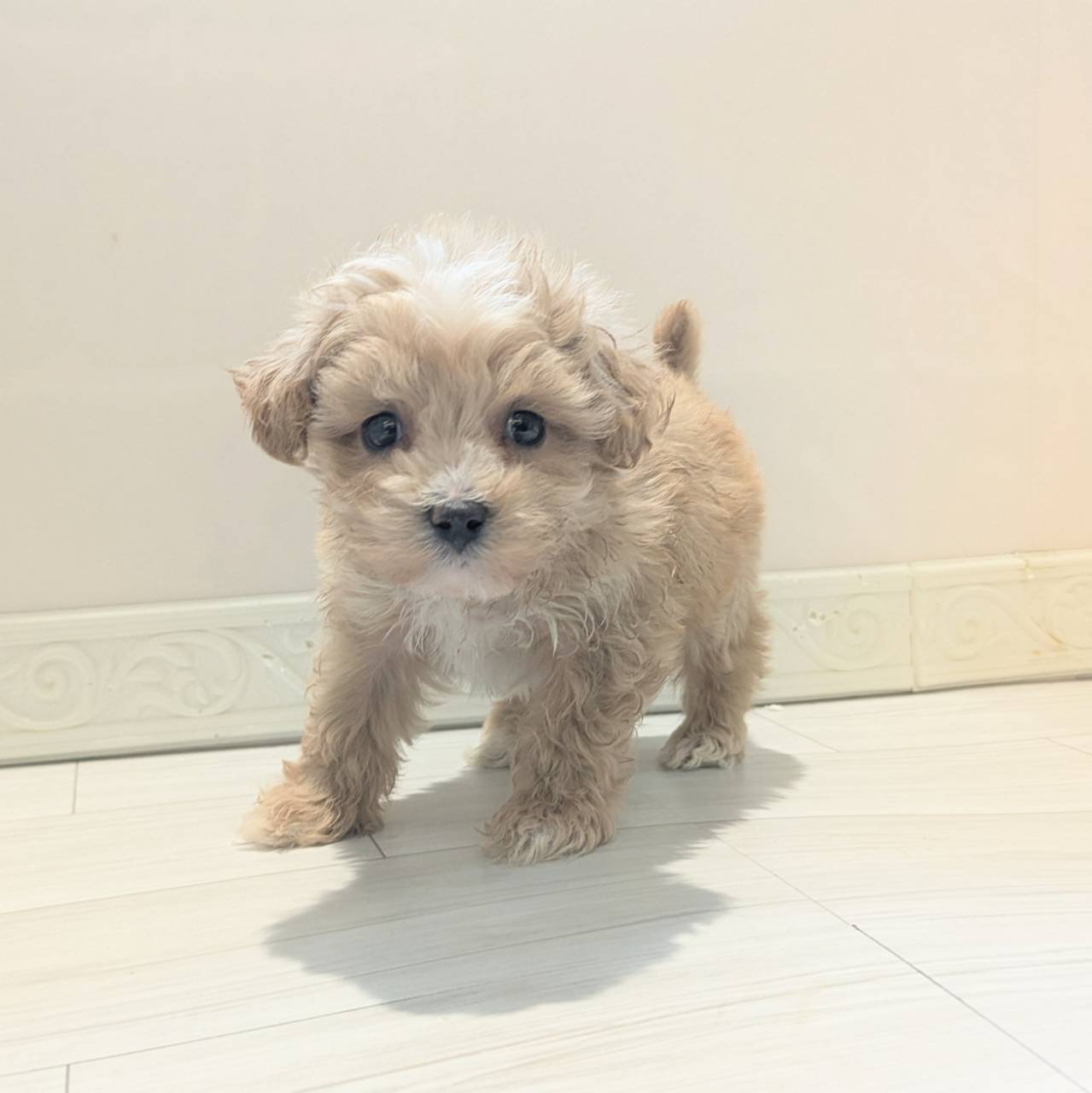愛知県のマルプー(マルチーズ×プードル) (犬の家＆猫の里春日井本店/2026年2月20日生まれ/男の子/アプリコットホワイト)の子犬の3枚目の画像