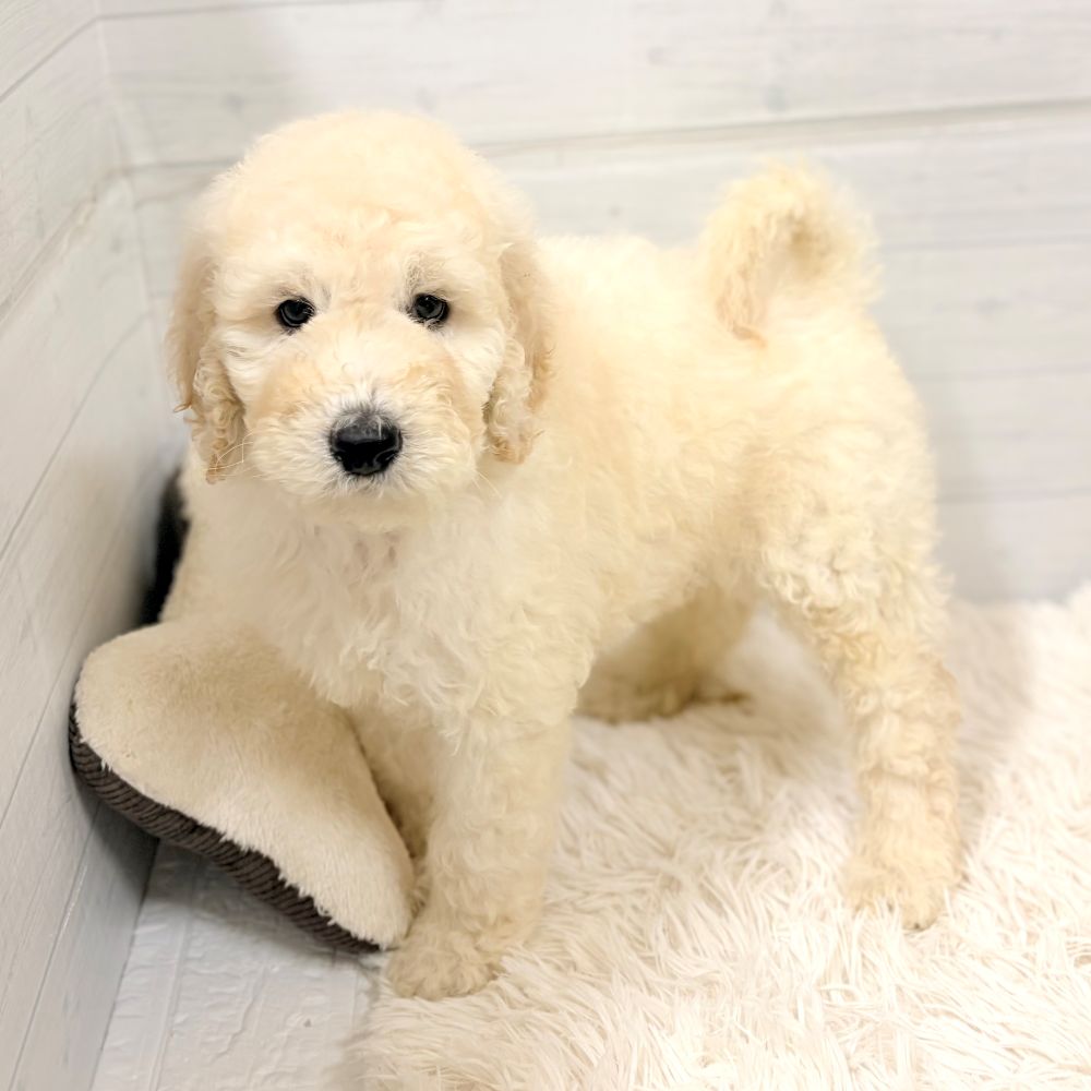 愛知県のスタンダードプードル (犬の家＆猫の里豊田店/2026年2月24日生まれ/男の子/クリーム)の子犬の3枚目の画像