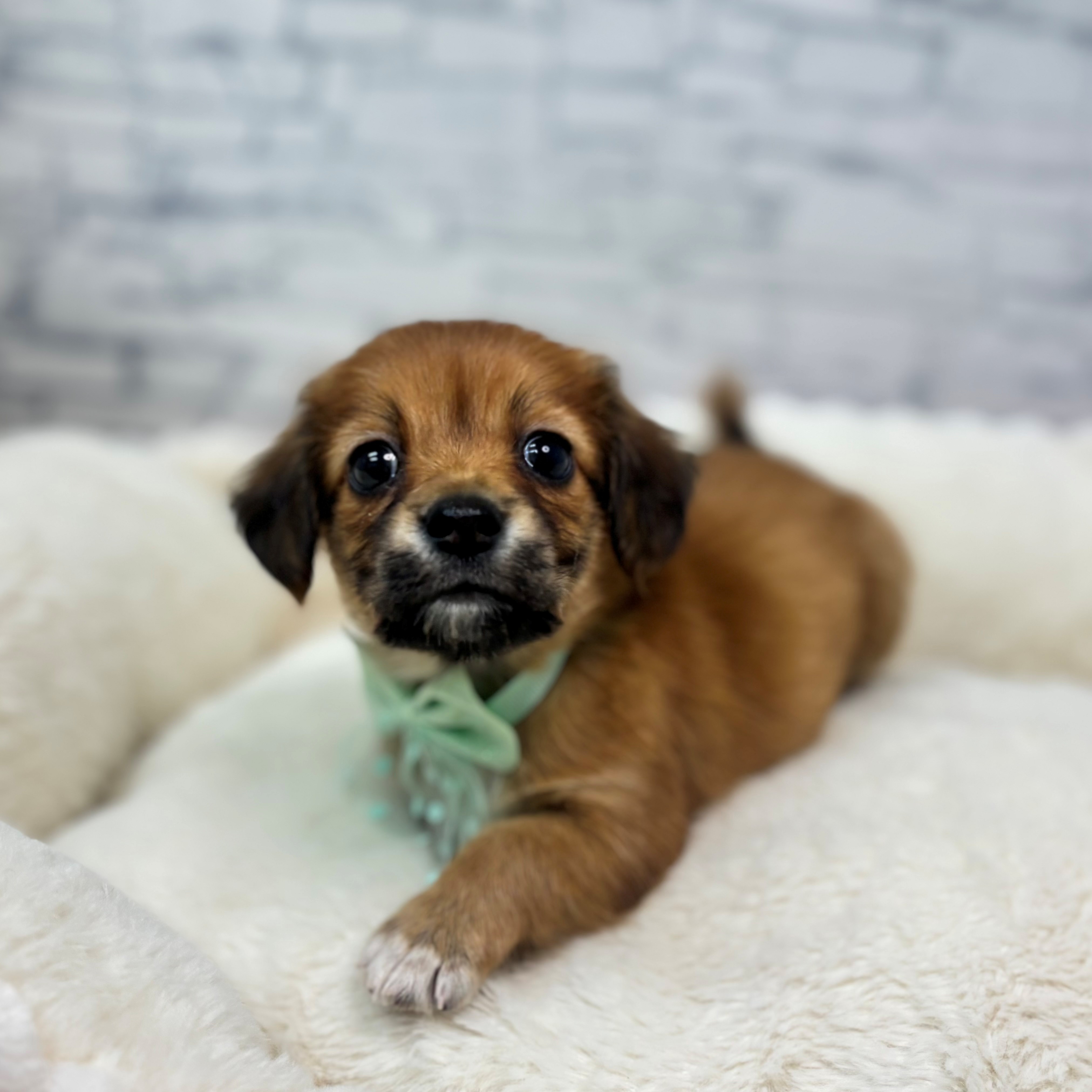 長野県のチワックス(チワワ×ダックス) (犬の家＆猫の里長野店/2026年2月24日生まれ/男の子/レッド)の子犬の3枚目の画像