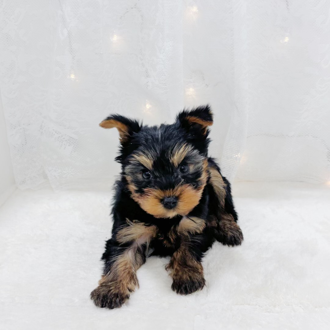 千葉県のヨークシャーテリア (犬の家＆猫の里BIGHOPガーデンモール印西店/2026年2月23日生まれ/男の子/スチールブルータン)の子犬の3枚目の画像