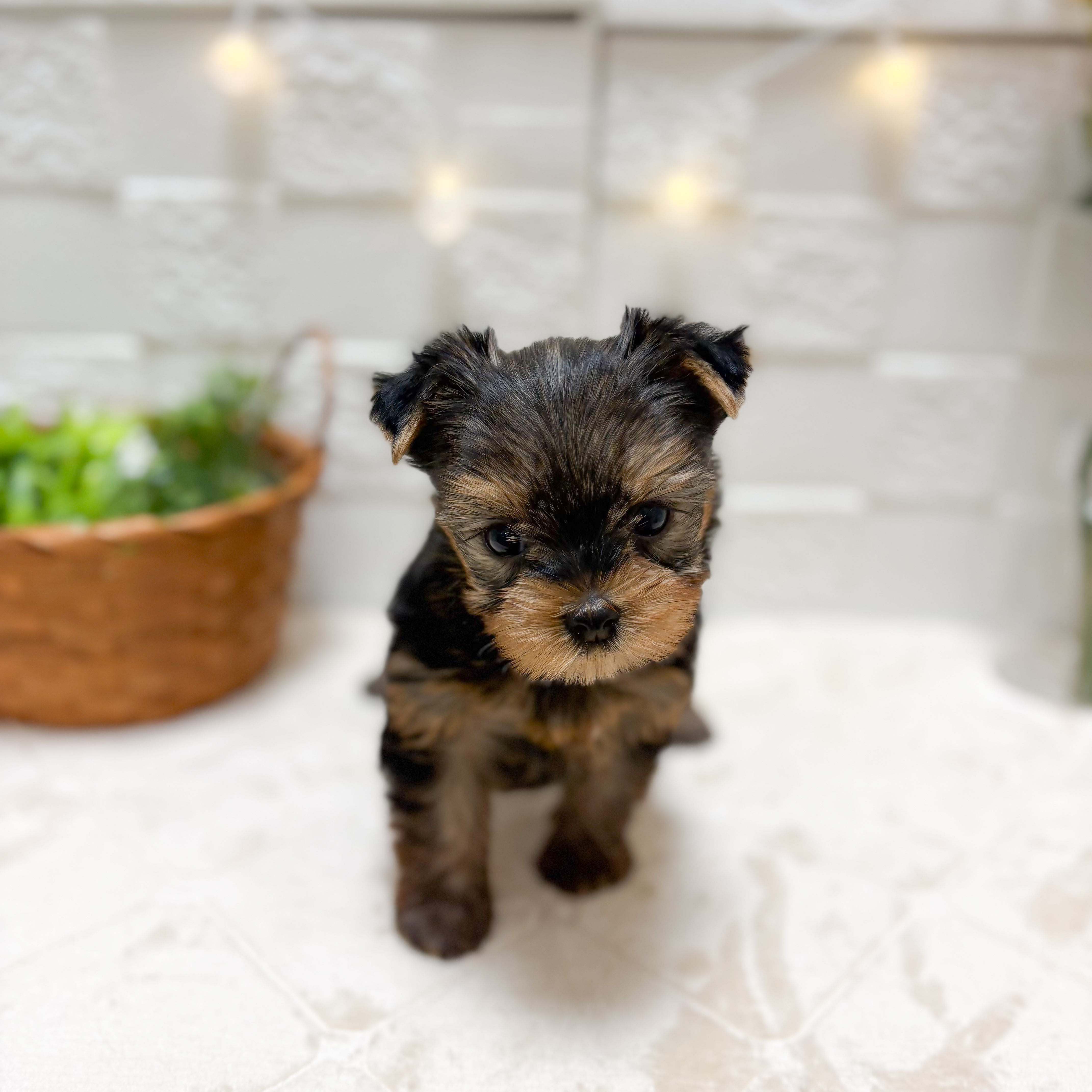 東京都のヨークシャーテリア (犬の家＆猫の里ペットフォレスト小平店/2026年2月23日生まれ/女の子/スチールブルータン)の子犬の3枚目の画像