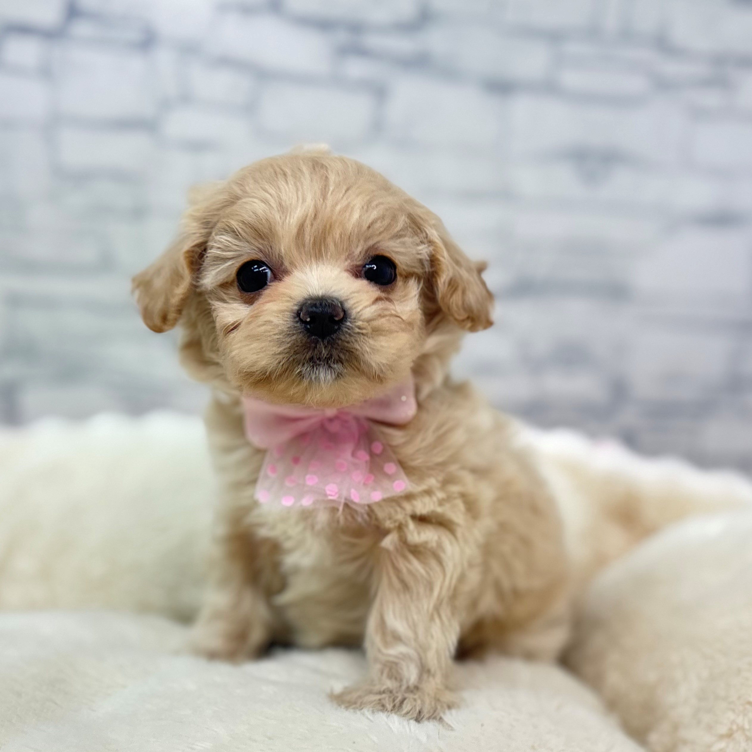 長野県のチワプー/プーチー(チワワ×プードル) (犬の家＆猫の里長野店/2026年2月24日生まれ/女の子/アプリコット)の子犬の3枚目の画像