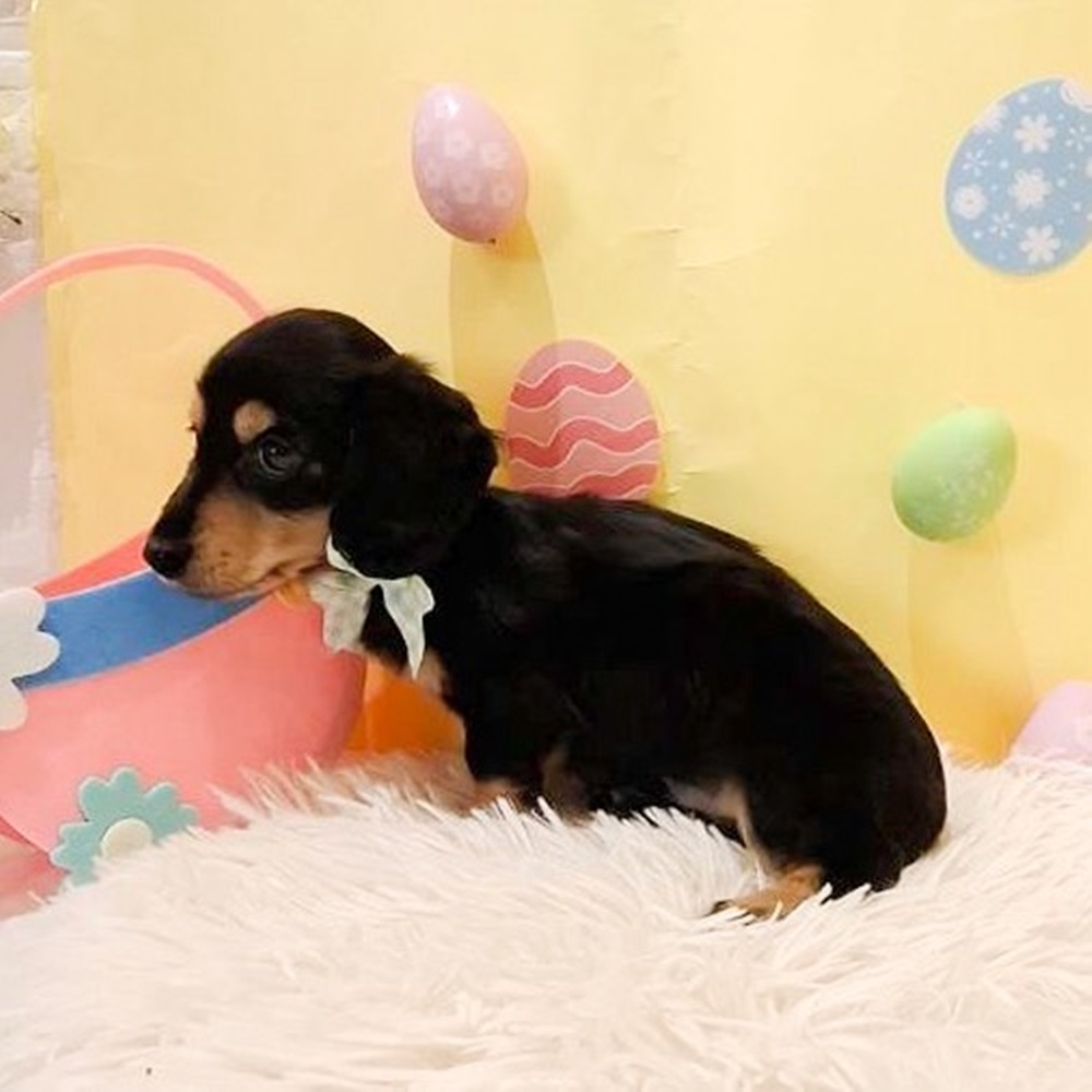 静岡県のミニチュアダックスフンド(ロング) (犬の家＆猫の里富士店/2026年2月20日生まれ/男の子/ブラックタン)の子犬の3枚目の画像