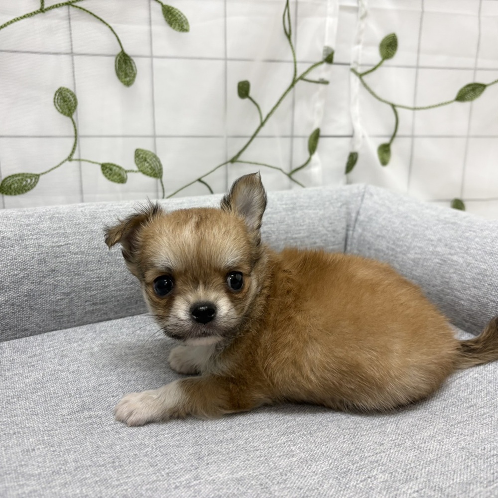 長野県のチワワ(ロング) (犬の家＆猫の里塩尻店/2026年2月21日生まれ/男の子/レッドホワイト)の子犬の3枚目の画像