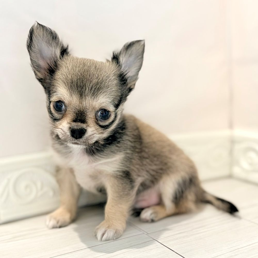 愛知県のチワワ(ロング) (犬の家＆猫の里春日井本店/2026年2月19日生まれ/男の子/セーブルホワイト)の子犬の3枚目の画像