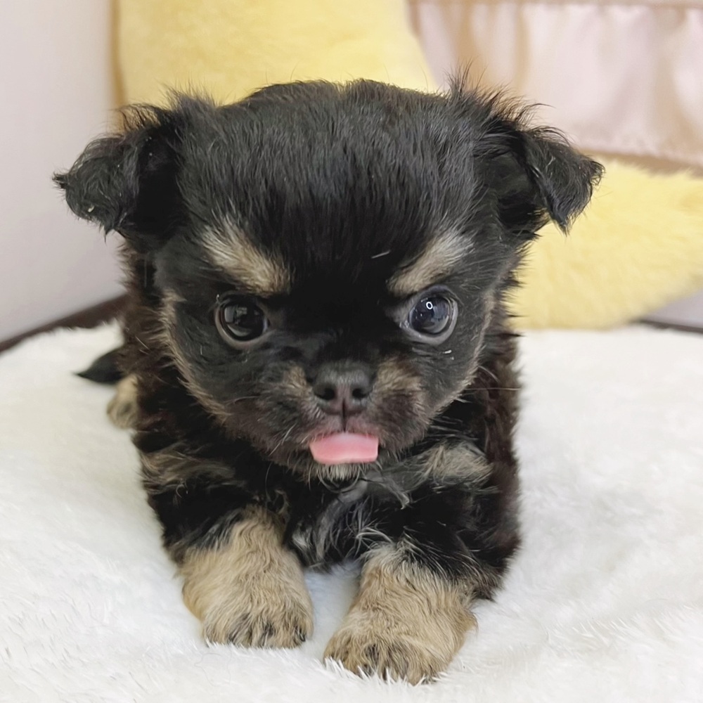 静岡県のチワワ(ロング) (犬の家＆猫の里マークイズ静岡店/2026年2月21日生まれ/女の子/ブラックタン)の子犬の3枚目の画像