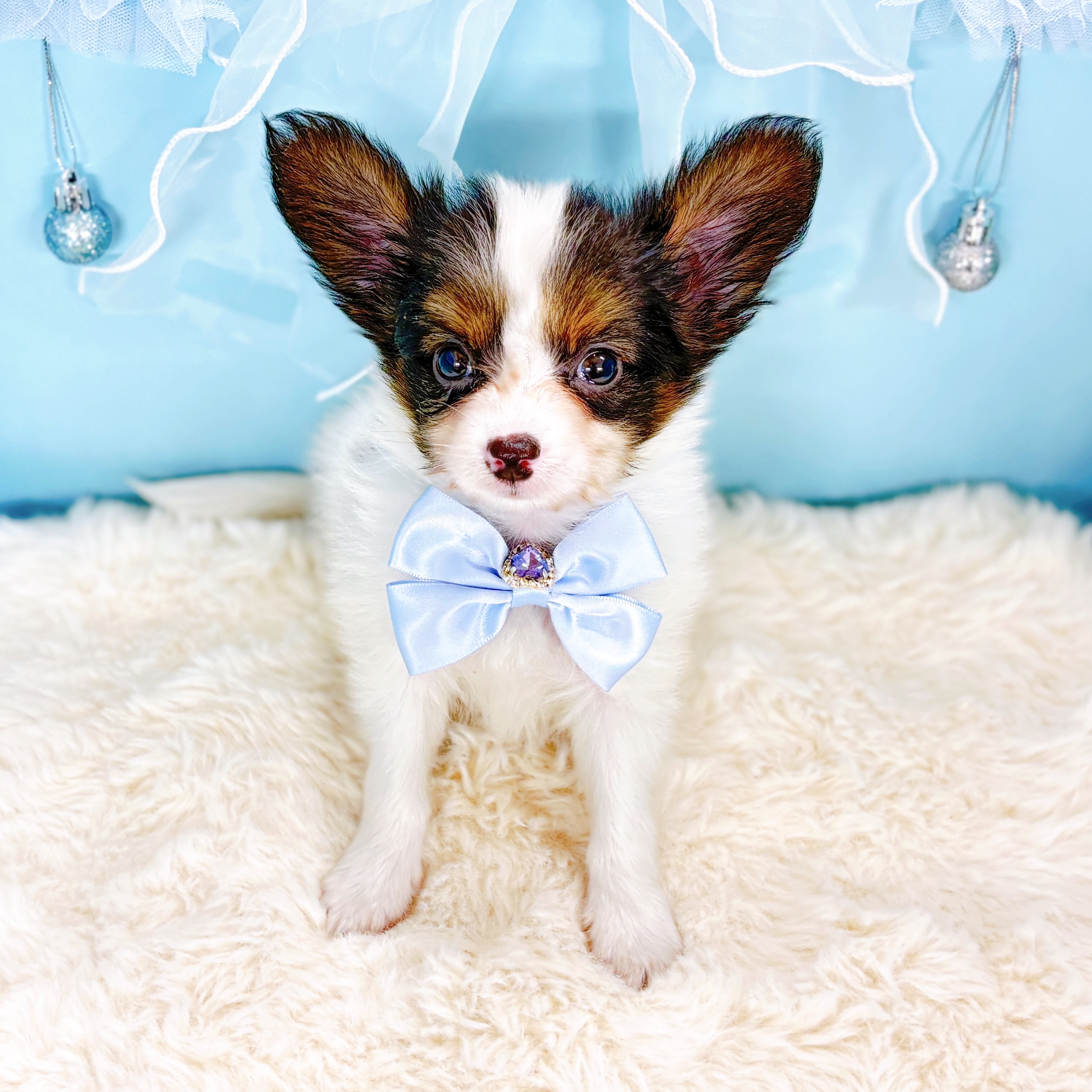 福井県のパピヨン (犬の家＆猫の里アミーゴ福井大和田店/2026年2月23日生まれ/男の子/トライカラー)の子犬の3枚目の画像