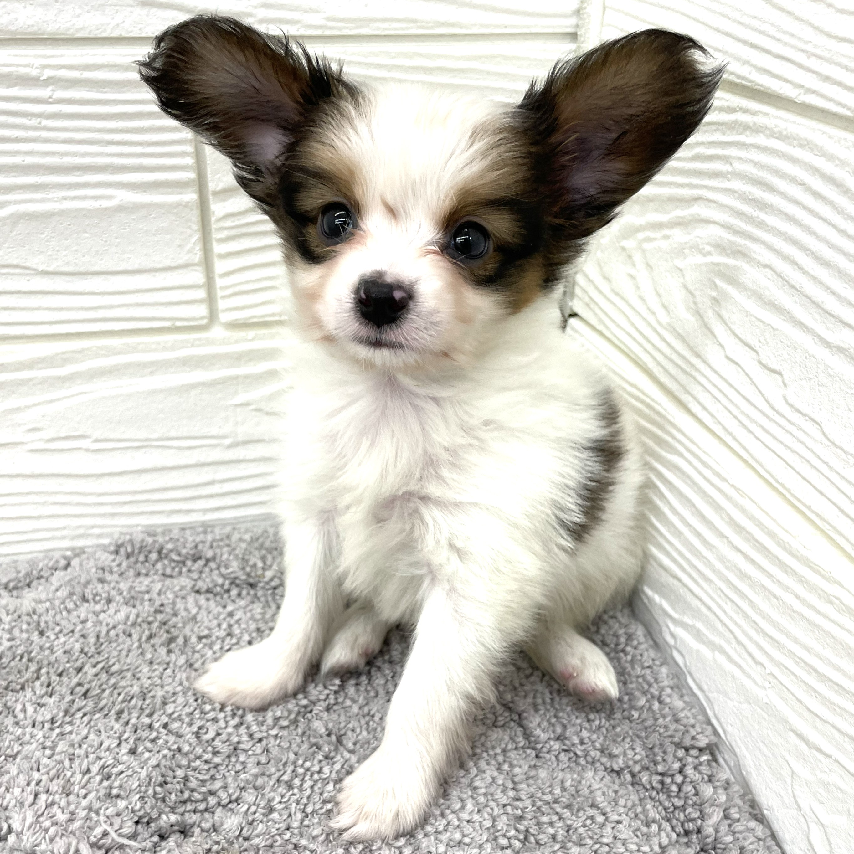 愛知県のパピヨン (犬の家＆猫の里七宝店/2026年2月23日生まれ/男の子/ホワイトブラウン)の子犬の1枚目の画像