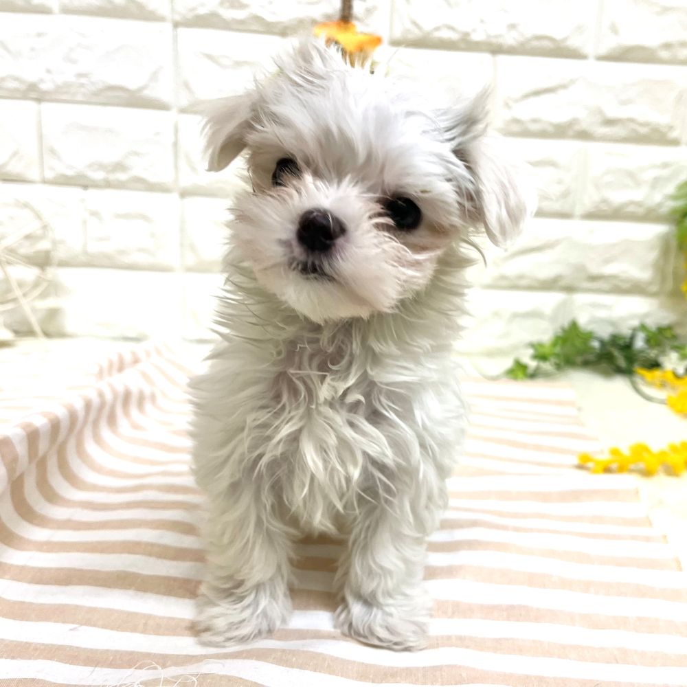 静岡県のマルチーズ (犬の家＆猫の里藤枝店/2026年2月21日生まれ/女の子/ホワイト)の子犬の3枚目の画像