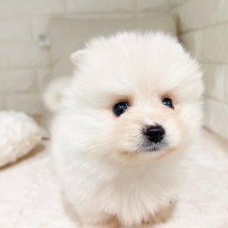 東京都のポメラニアン (犬の家＆猫の里新宿店/2026年2月23日生まれ/男の子/クリーム)の子犬の3枚目の画像