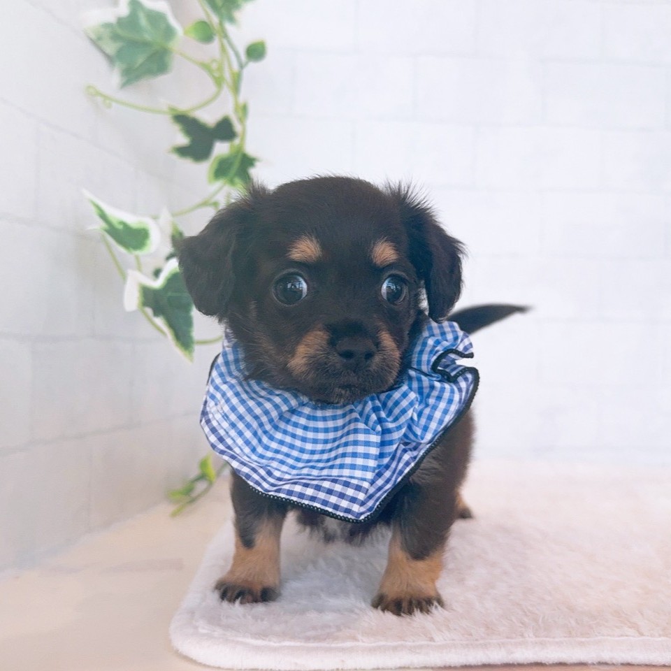 石川県のチワックス(チワワ×ダックス) (犬の家＆猫の里金沢店/2026年2月23日生まれ/男の子/ブラックタン)の子犬の3枚目の画像