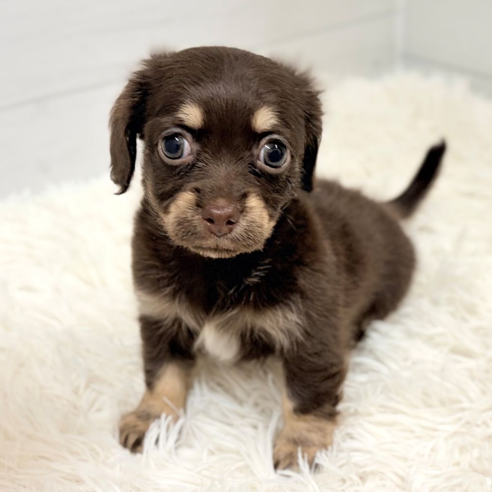 愛知県のチワックス(チワワ×ダックス) (犬の家＆猫の里豊田店/2026年2月23日生まれ/女の子/チョコレートタン)の子犬の3枚目の画像