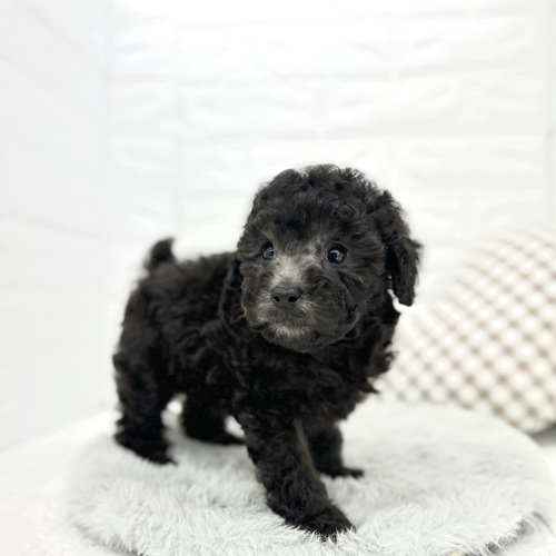 愛知県のトイプードル(トイ) (犬の家＆猫の里豊川インター店/2026年2月23日生まれ/男の子/シルバー)の子犬の3枚目の画像