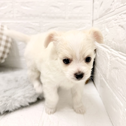 愛知県のチワプー/プーチー(チワワ×プードル) (犬の家＆猫の里豊川インター店/2026年2月22日生まれ/男の子/クリームホワイト)の子犬の3枚目の画像