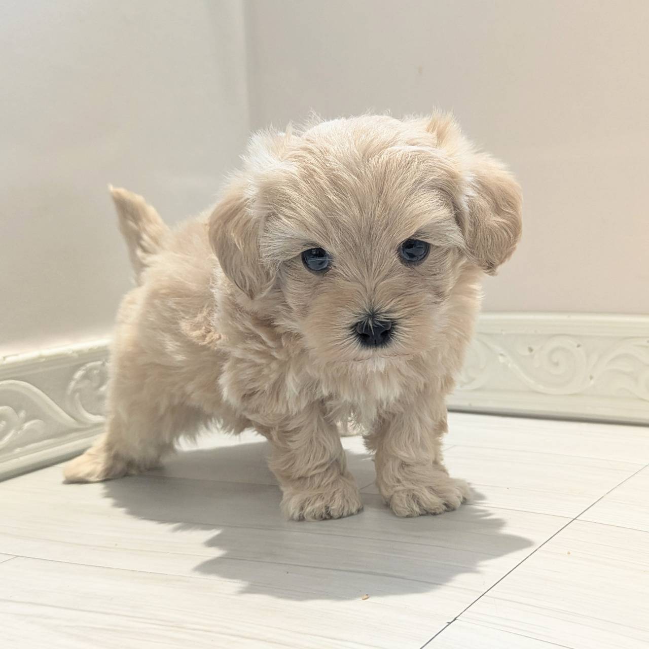 愛知県のマルプー(マルチーズ×プードル) (犬の家＆猫の里春日井本店/2026年2月22日生まれ/女の子/クリーム)の子犬の3枚目の画像