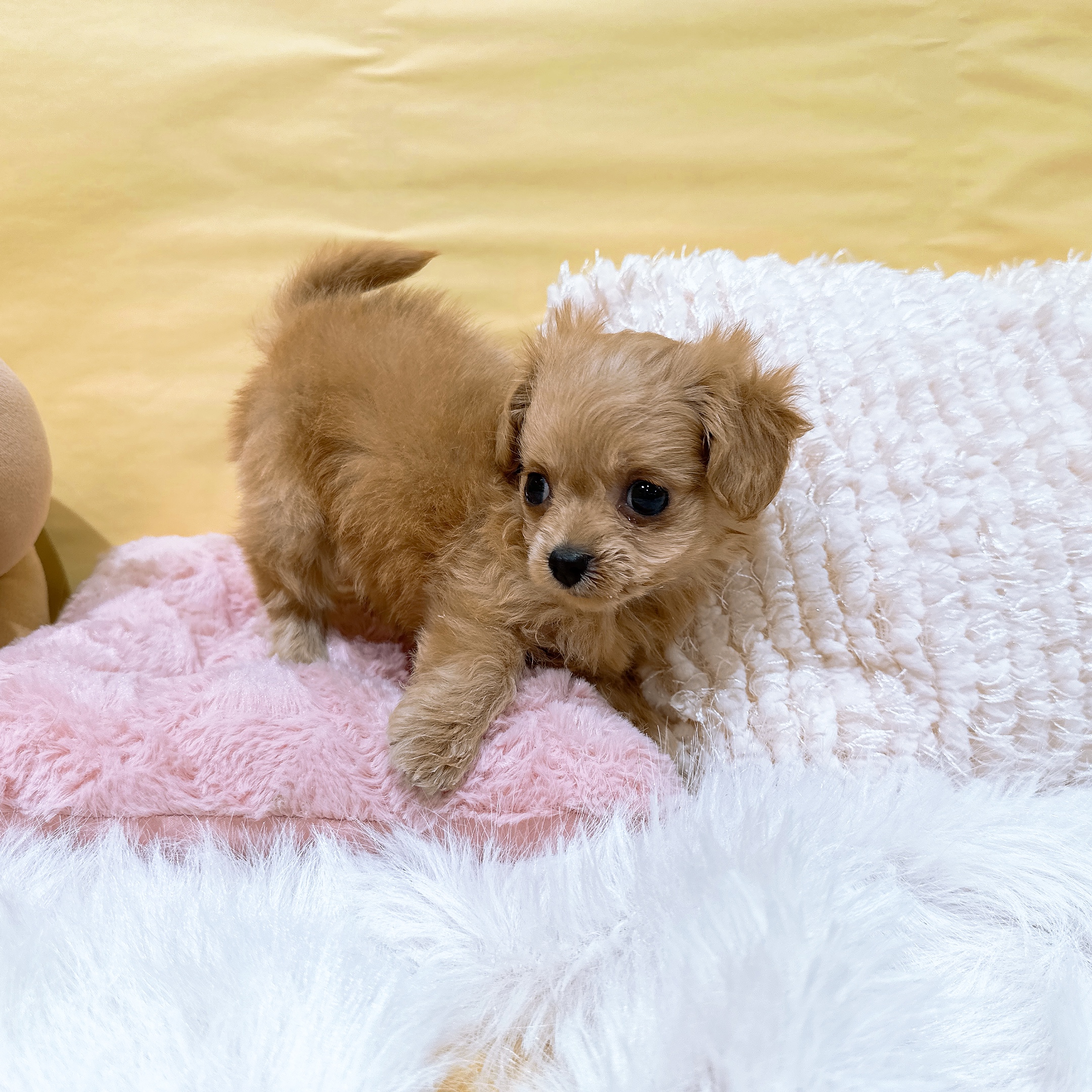 神奈川県のチワプー/プーチー(チワワ×プードル) (犬の家＆猫の里元住吉ブレーメン通り店/2026年2月19日生まれ/女の子/レッド)の子犬の3枚目の画像