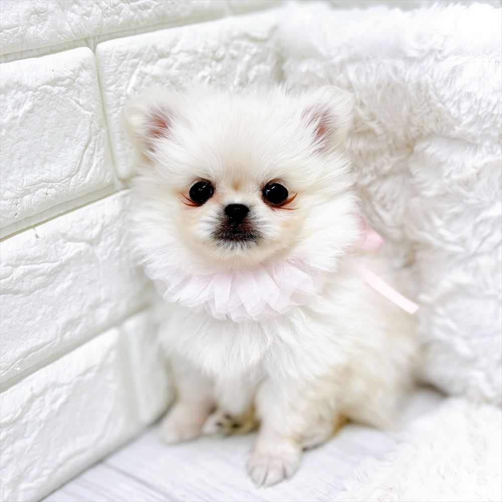福井県のペキポメ/ポメペキ(ペキニーズ×ポメラニアン) (犬の家＆猫の里アミーゴ福井店/2026年2月21日生まれ/女の子/ホワイト)の子犬の3枚目の画像