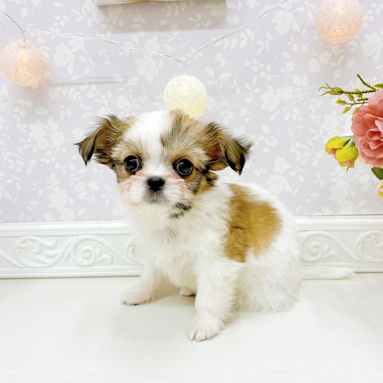 富山県のチワズー/チワシーズ(チワワ×シーズー) (犬の家＆猫の里アミーゴ山室店/2026年2月24日生まれ/女の子/ゴールドホワイト)の子犬の3枚目の画像