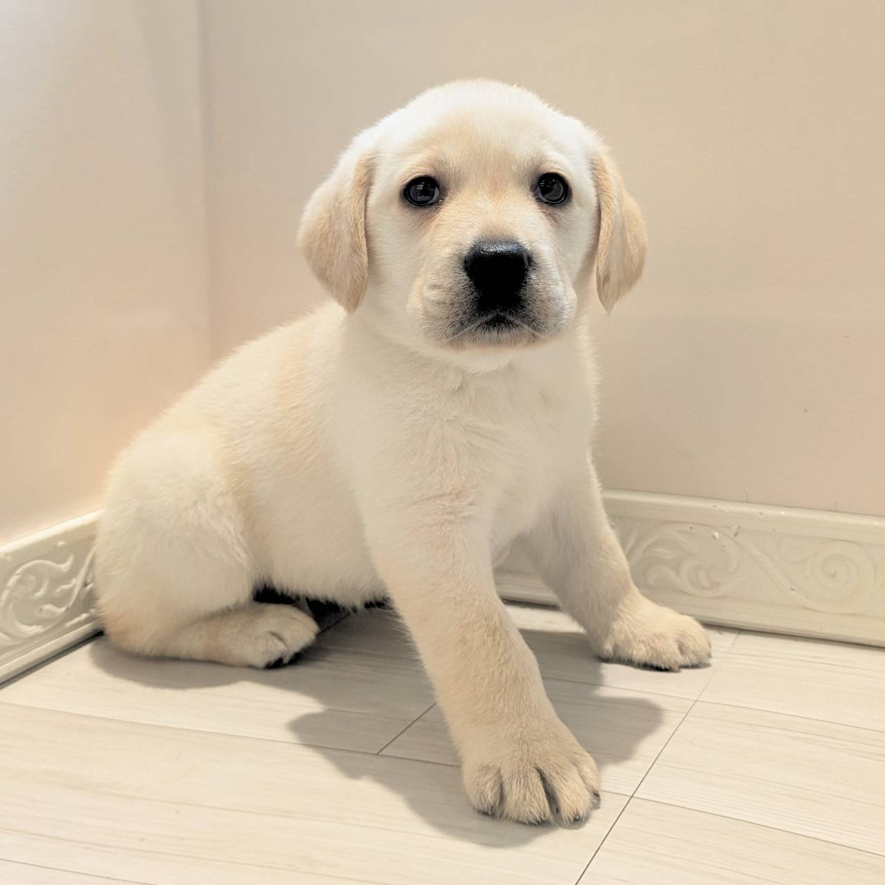 愛知県のラブラドールレトリーバー (犬の家＆猫の里春日井本店/2026年2月22日生まれ/女の子/イエロー)の子犬の3枚目の画像