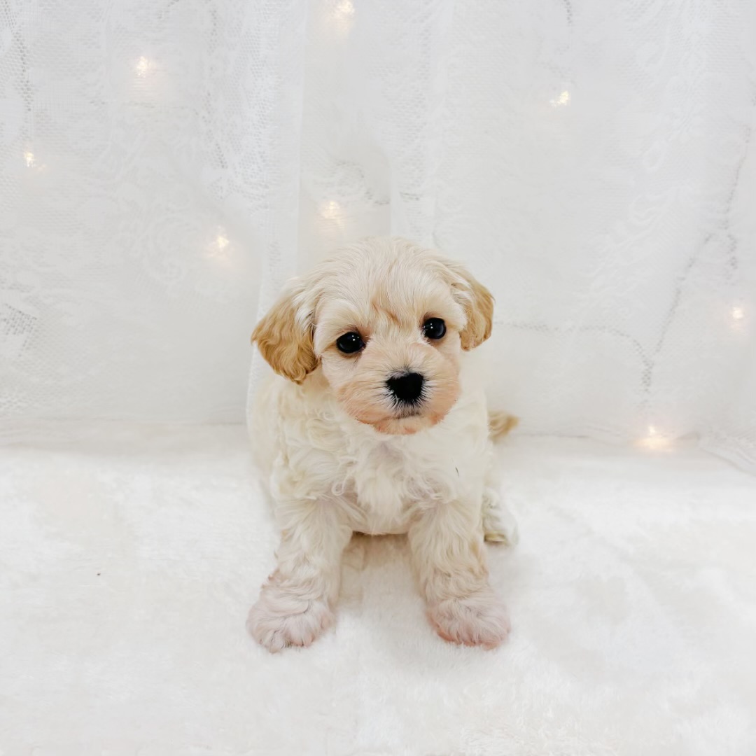 千葉県のマルプー(マルチーズ×プードル) (犬の家＆猫の里BIGHOPガーデンモール印西店/2026年2月23日生まれ/女の子/アプリコット)の子犬の3枚目の画像