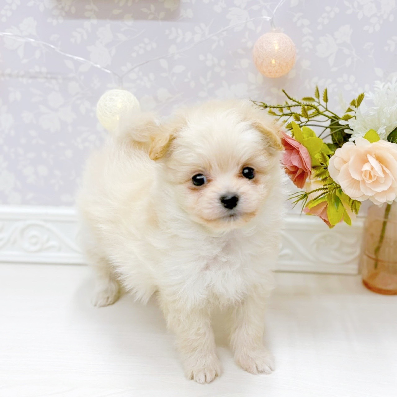 富山県のポメプー(ポメラニアン×プードル) (犬の家＆猫の里アミーゴ山室店/2026年2月24日生まれ/女の子/クリーム)の子犬の3枚目の画像