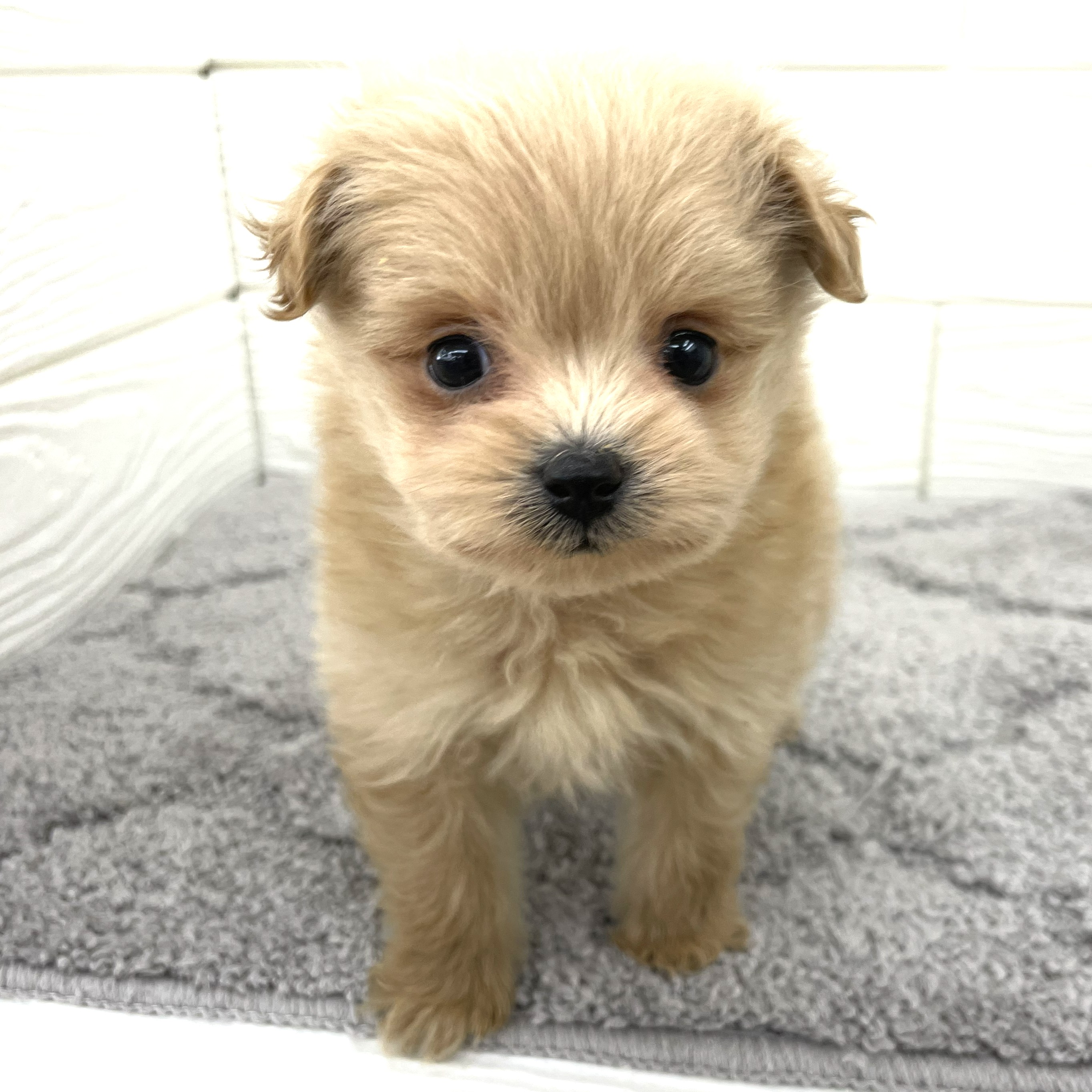 愛知県のポメプー(ポメラニアン×プードル) (犬の家＆猫の里七宝店/2026年2月24日生まれ/女の子/オレンジ)の子犬の1枚目の画像