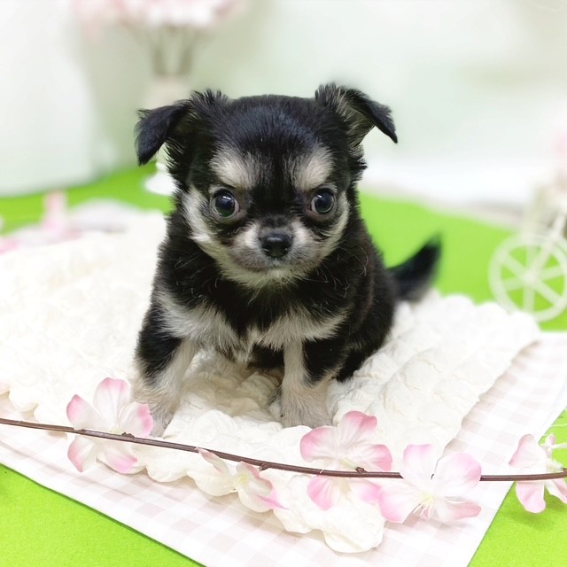 静岡県のチワワ(ロング) (犬の家＆猫の里藤枝店/2026年2月23日生まれ/男の子/ブラックタン)の子犬の3枚目の画像