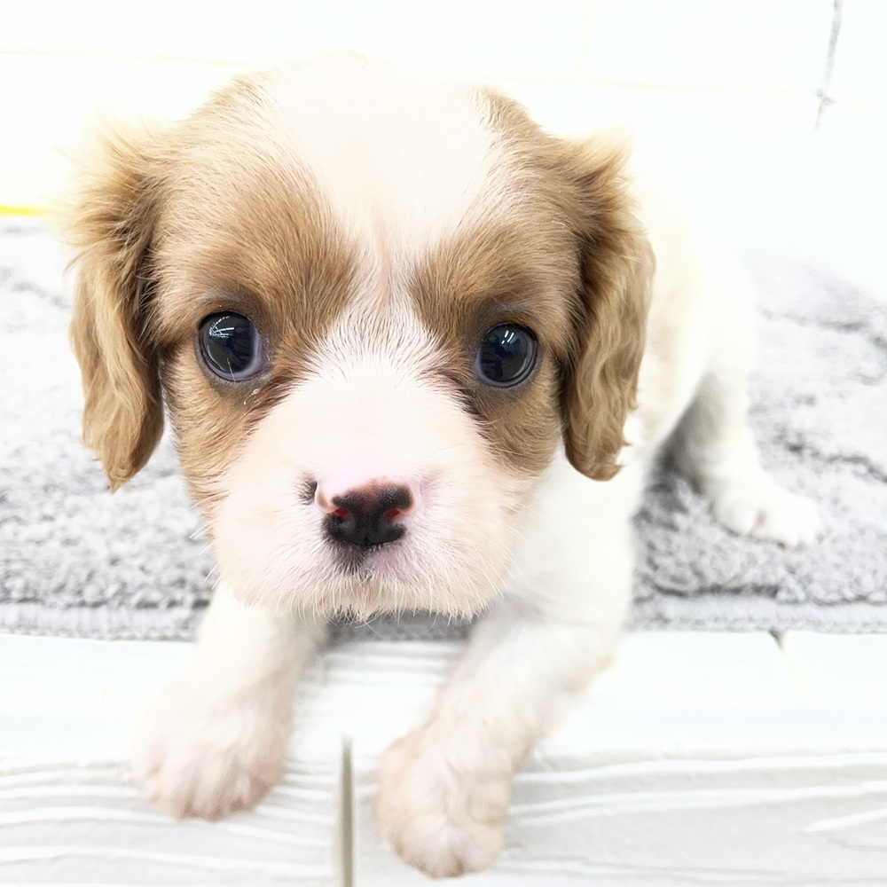 愛知県のキャバリアキングチャールズスパニエル (犬の家＆猫の里七宝店/2026年2月24日生まれ/女の子/ブレンハイム)の子犬の3枚目の画像