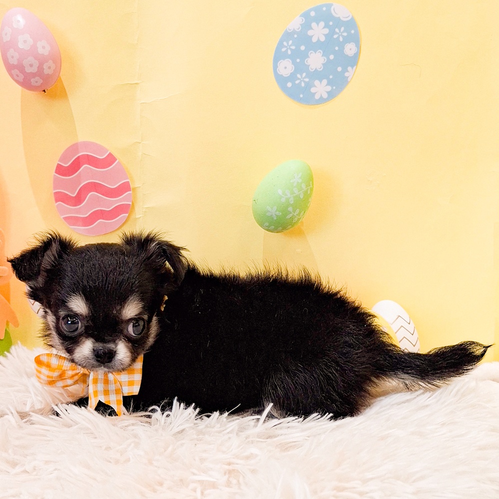 静岡県のチワワ(ロング) (犬の家＆猫の里富士店/2026年2月23日生まれ/女の子/ブラックタン)の子犬の3枚目の画像