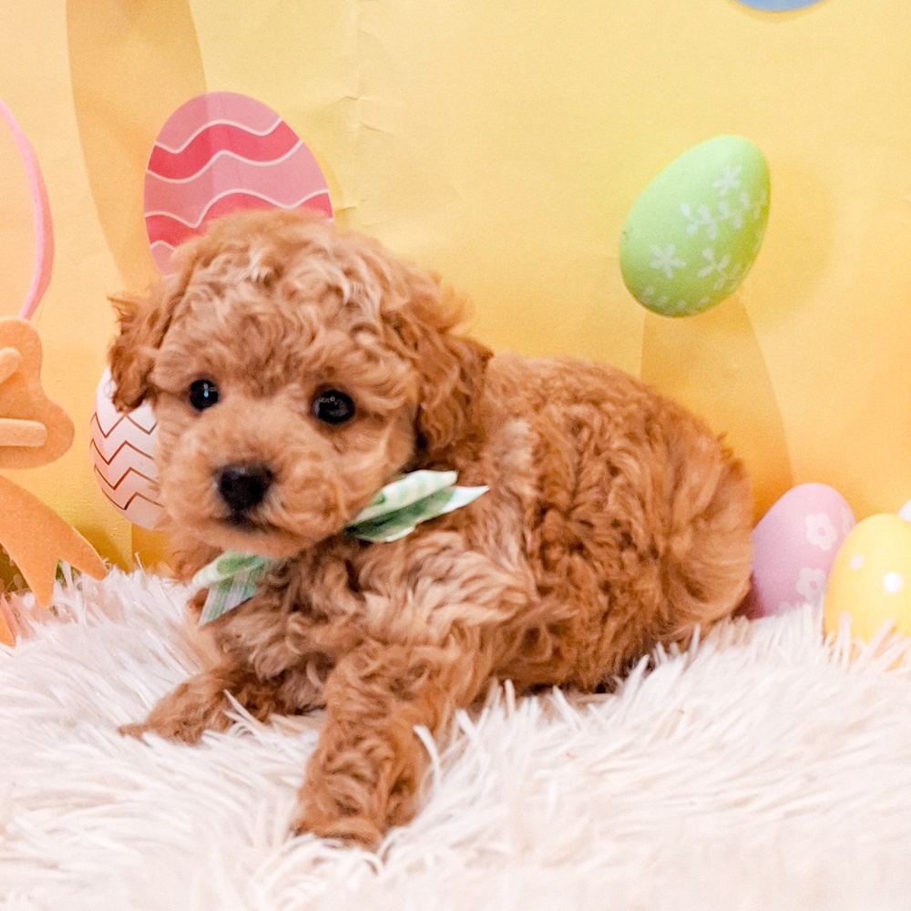 静岡県のトイプードル(トイ) (犬の家＆猫の里富士店/2026年2月23日生まれ/男の子/アプリコット)の子犬の3枚目の画像