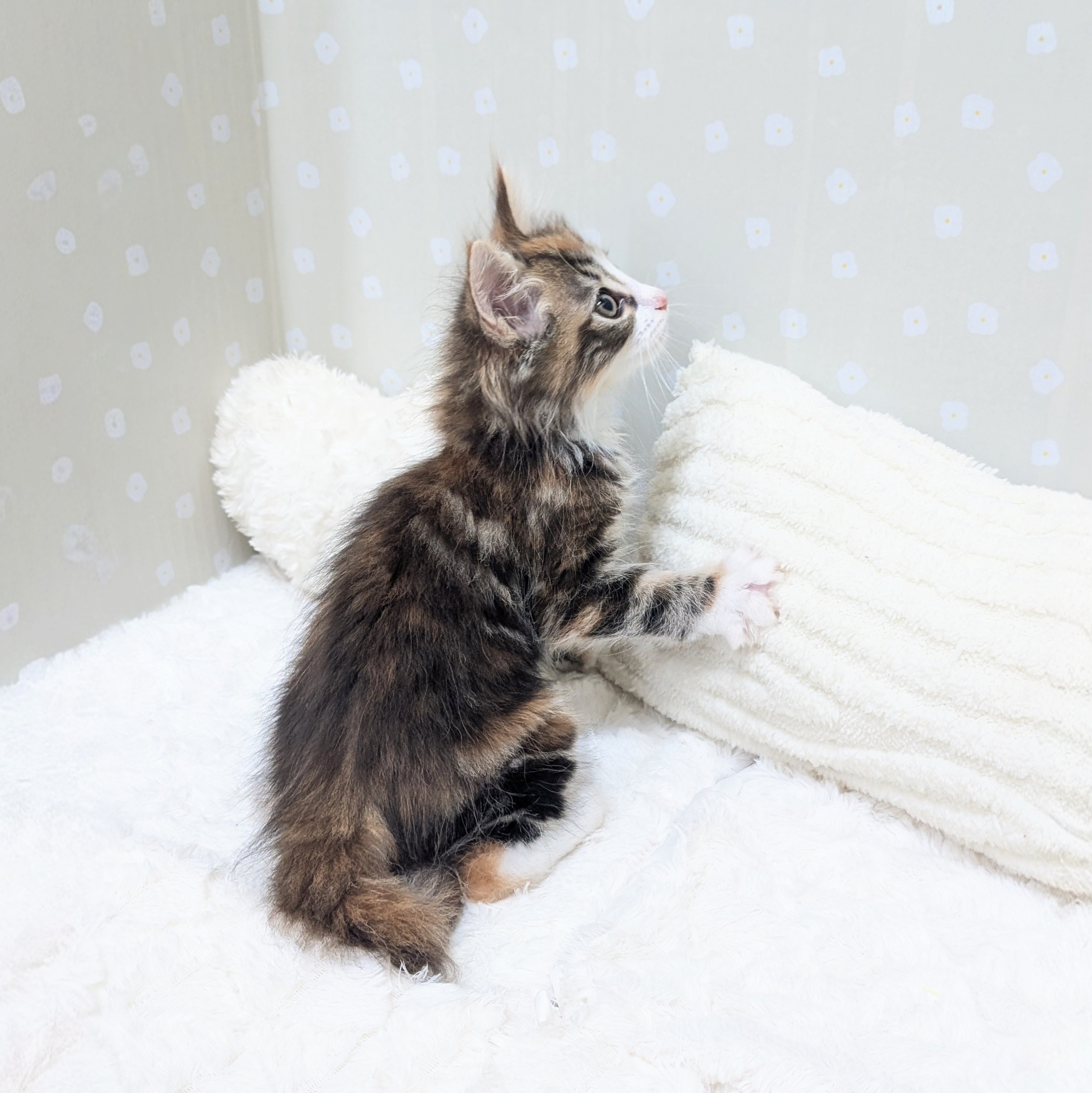 愛知県のノルウェージャンフォレストキャット (犬の家＆猫の里安城店/2026年2月22日生まれ/女の子/ブラウンパッチドタビーホワイト)の子猫の3枚目の画像