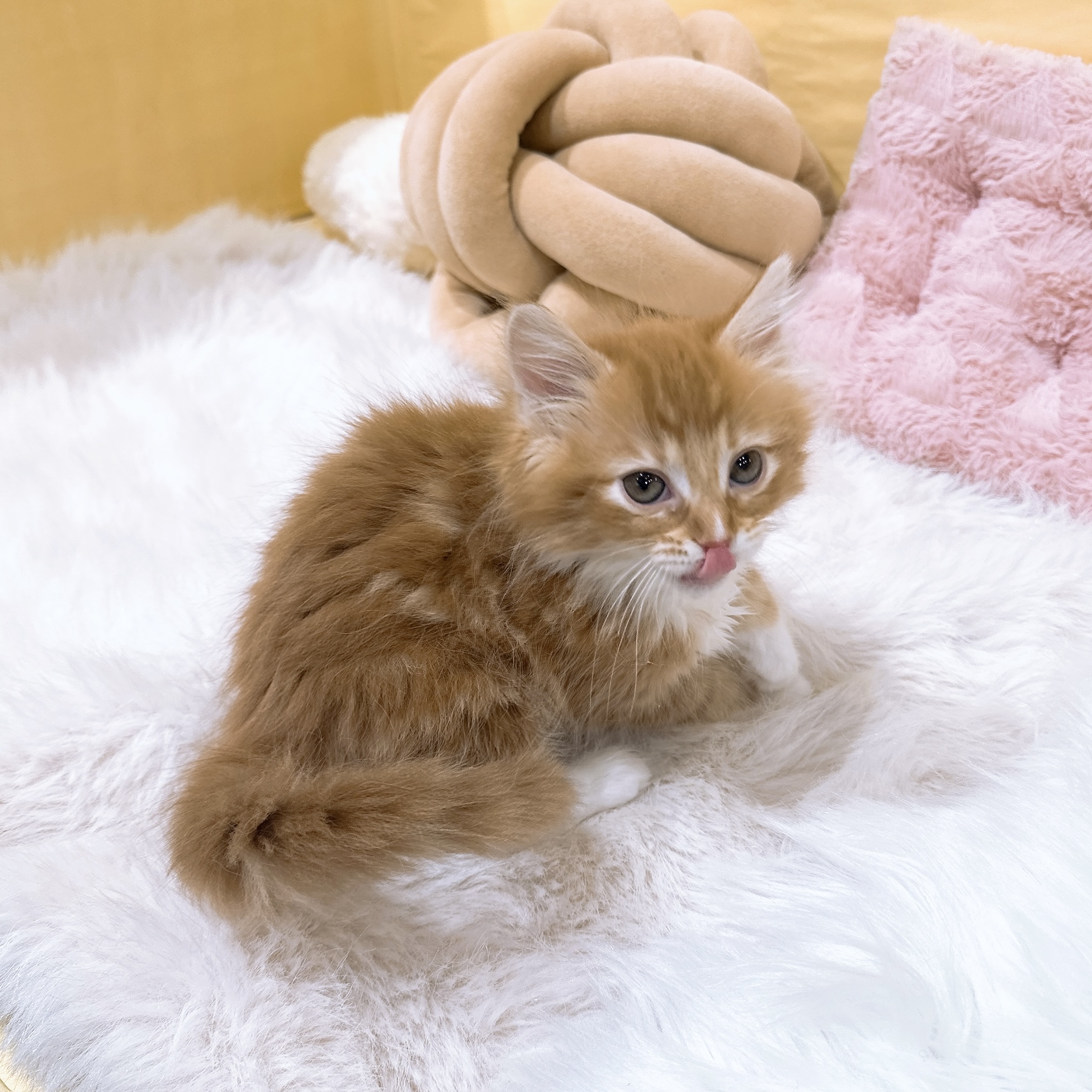 神奈川県のノルウェージャンフォレストキャット (犬の家＆猫の里元住吉ブレーメン通り店/2026年2月22日生まれ/女の子/レッドタビーホワイト)の子猫の3枚目の画像