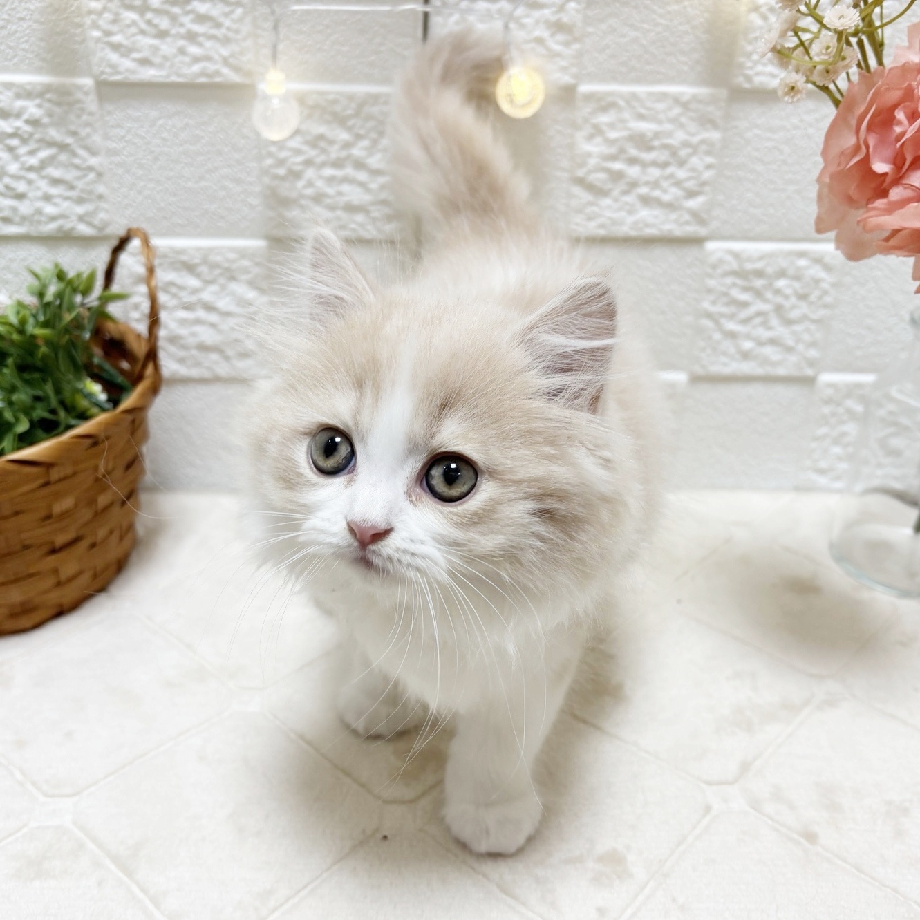 東京都のマンチカン (犬の家＆猫の里ペットフォレスト小平店/2026年2月20日生まれ/男の子/クリームタビーホワイト)の子猫の3枚目の画像